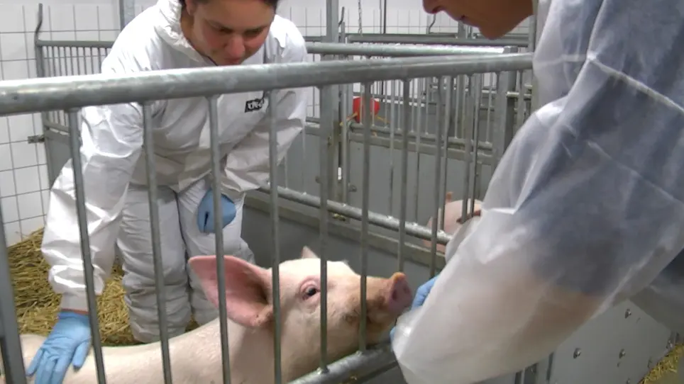 Transition of Farm Pigs to Research Pigs using a Designated Checklist followed by Initiation of Clicker Training - a Refinement Initiative