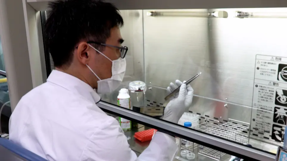 Sarcomere Shortening of Pluripotent Stem Cell-Derived Cardiomyocytes using Fluorescent-Tagged Sarcomere Proteins.