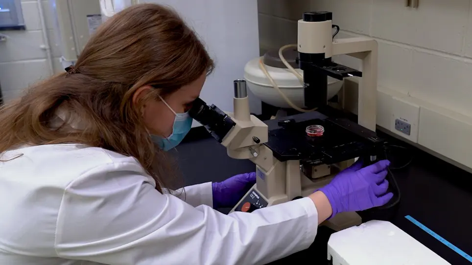 ROS Live Cell Imaging During Neuronal Development