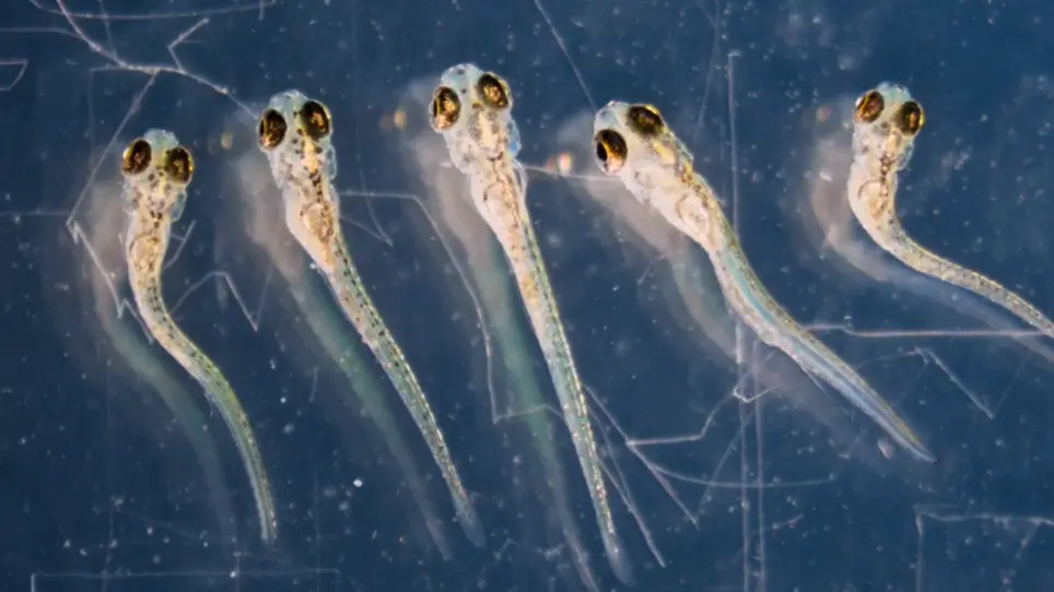 In vivo Imaging of Fully Active Brain Tissue in Awake Zebrafish Larvae and Juveniles by Skull and Skin Removal