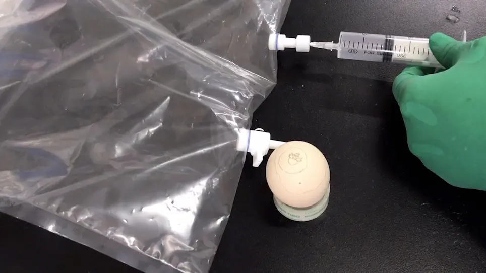Using Chicken Embryo as a Powerful Tool in Assessment of Developmental Cardiotoxicities