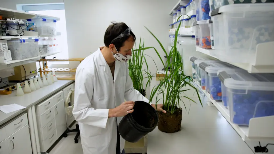 A Method to Preserve Wetland Roots and Rhizospheres for Elemental Imaging