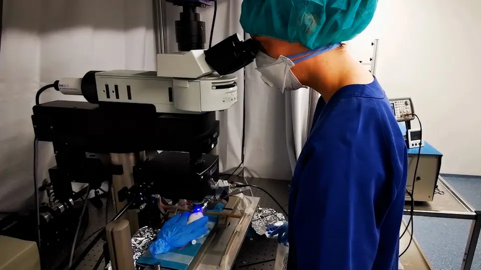 Real-Time Intravital Multiphoton Microscopy to Visualize Focused Ultrasound and Microbubble Treatments to Increase Blood-Brain Barrier Permeability