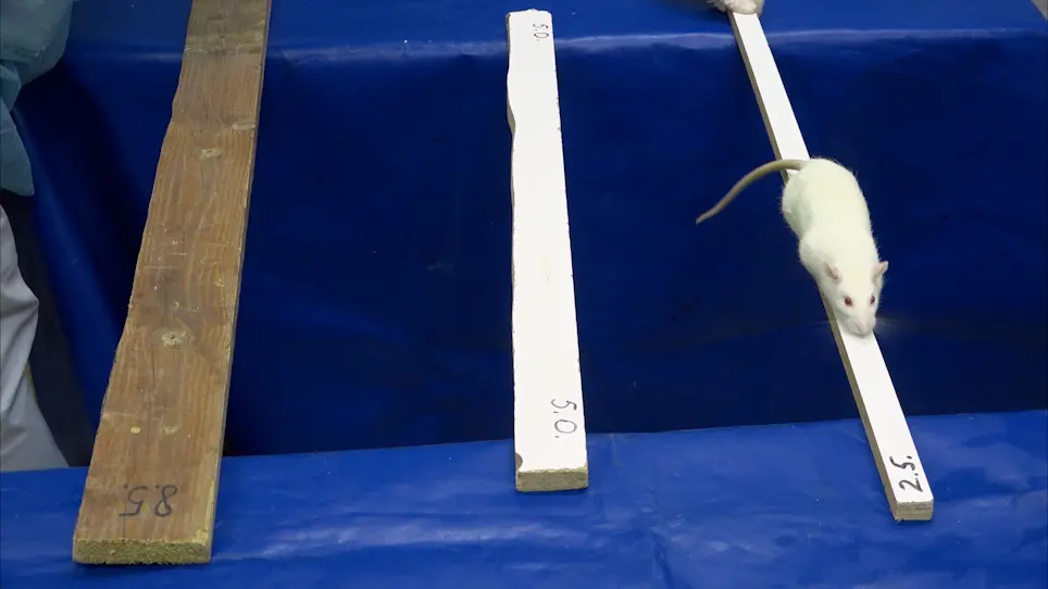 A Metric Test for Assessing Spatial Working Memory in Adult Rats Following Traumatic Brain Injury