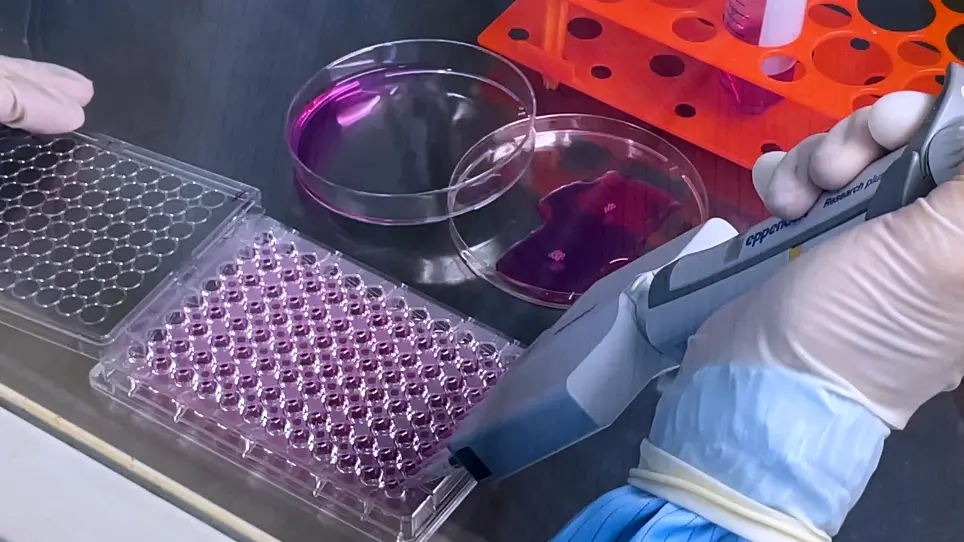 Directed Induction of Retinal Organoids from Human Pluripotent Stem Cells