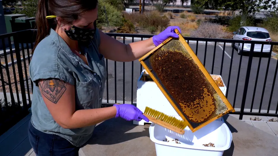 Assessing Agrochemical Risk to Mated Honey Bee Queens