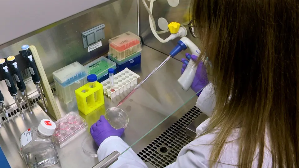 A Simplified Method for Generating Kidney Organoids from Human Pluripotent Stem Cells