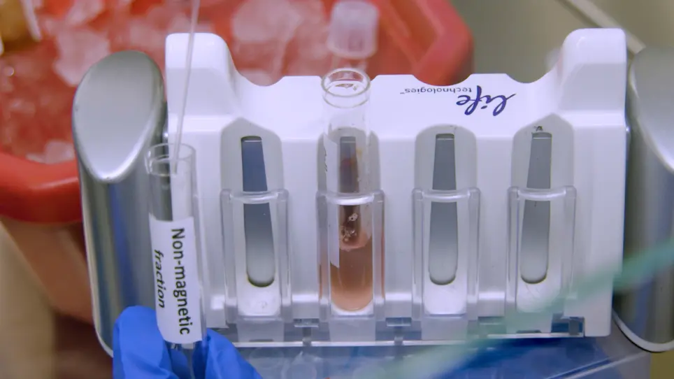 Isolation of Mouse Megakaryocyte Progenitors