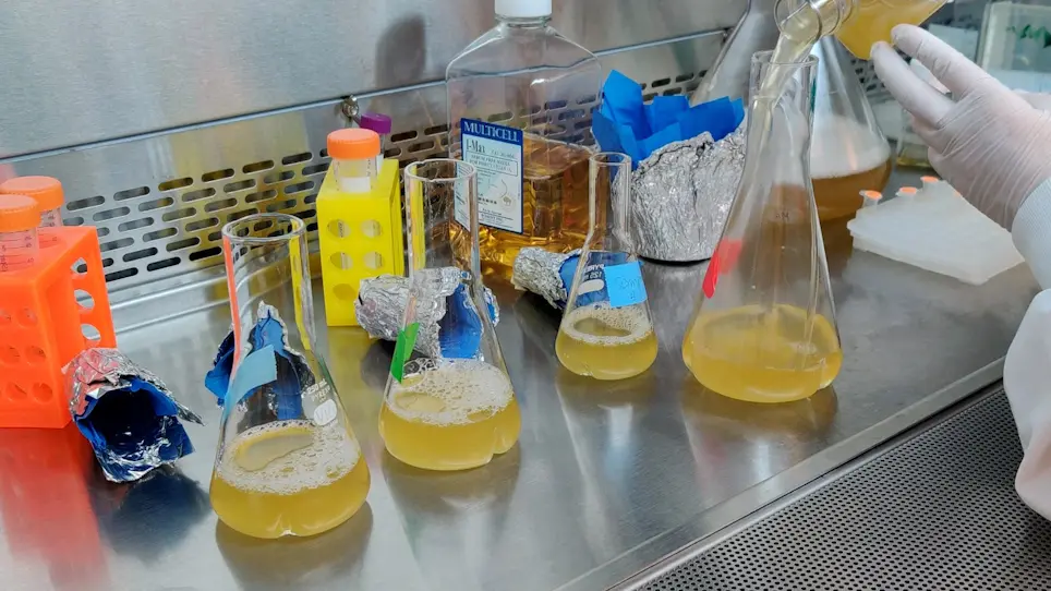 Production of Recombinant PRMT Proteins using the Baculovirus Expression Vector System