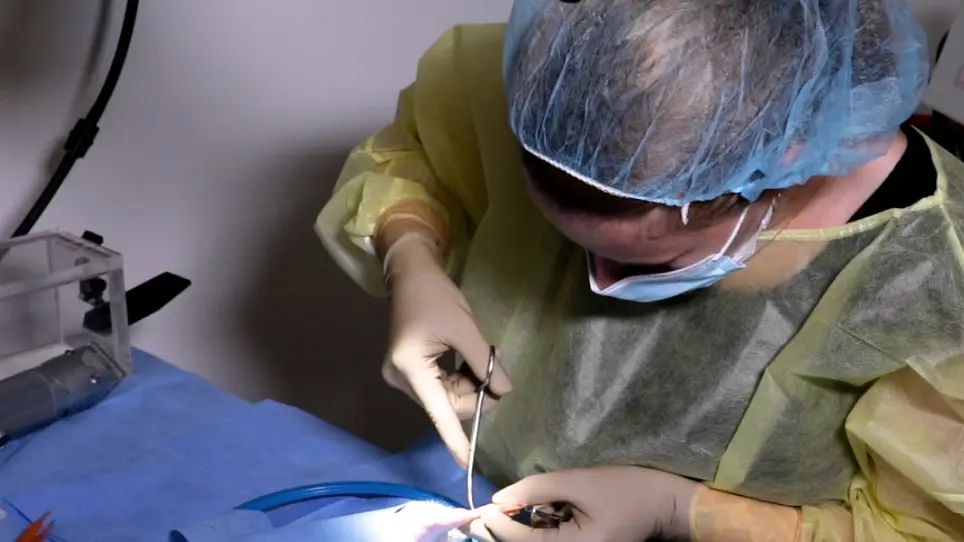 Partial Heterotopic Hindlimb Transplantation Model in Rats