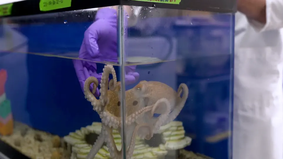 Establishing an Octopus Ecosystem for Biomedical and Bioengineering Research