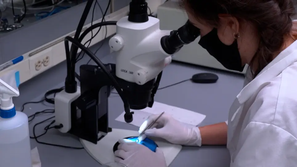 A Scalable Model to Study the Effects of Blunt-Force Injury in Adult Zebrafish