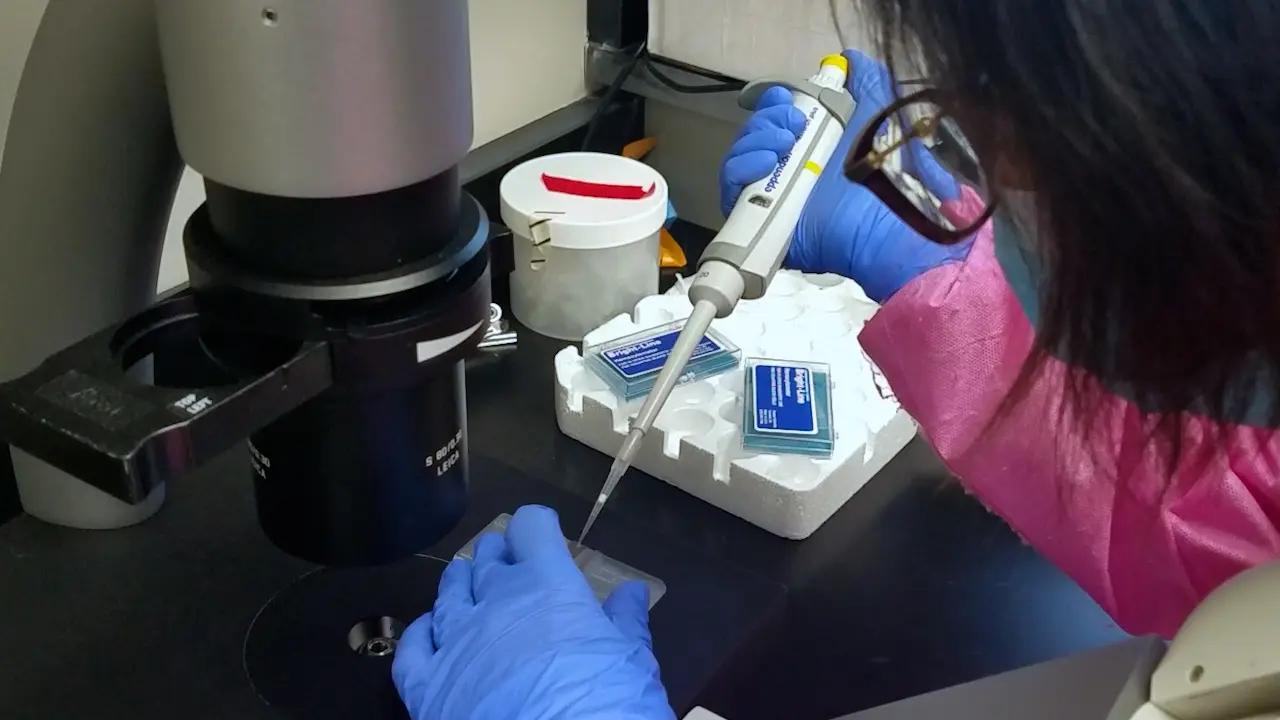 Generation, Maintenance, and Characterization of Human Pluripotent Stem Cell-derived Intestinal and Colonic Organoids