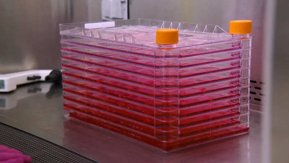 Production of Adeno-Associated Virus Vectors in Cell Stacks for Preclinical Studies in Large Animal Models