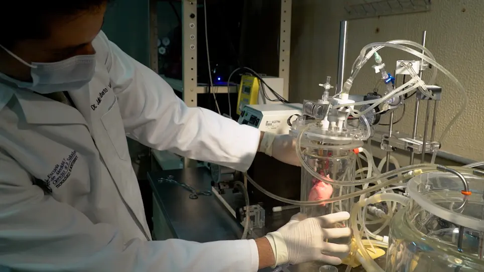 Isolated Lung Perfusion System in the Rabbit Model
