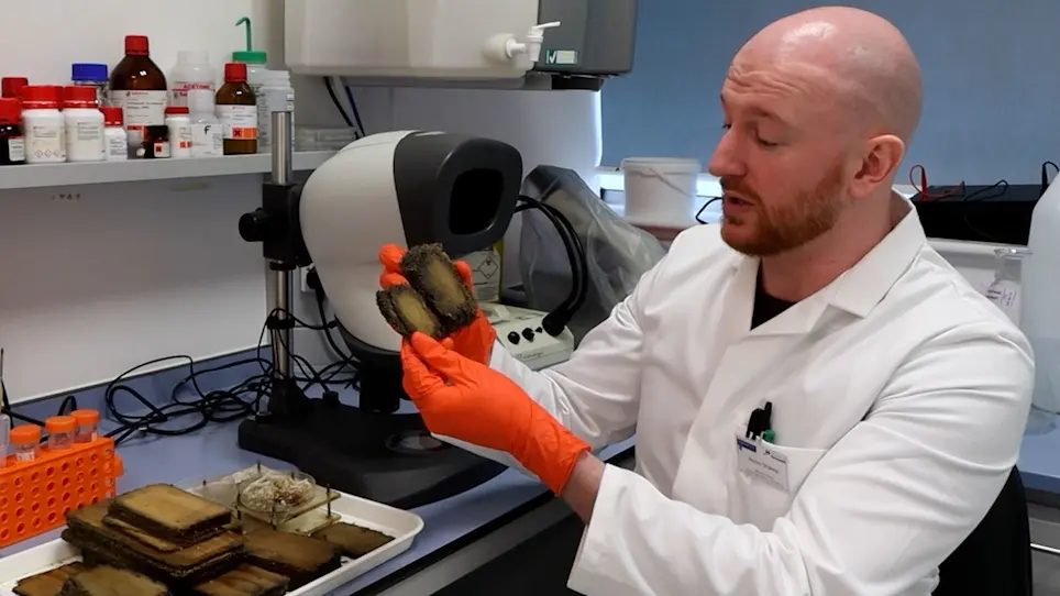 Rapid Testing of Resistance of Timber to Biodegradation by Marine Wood-Boring Crustaceans
