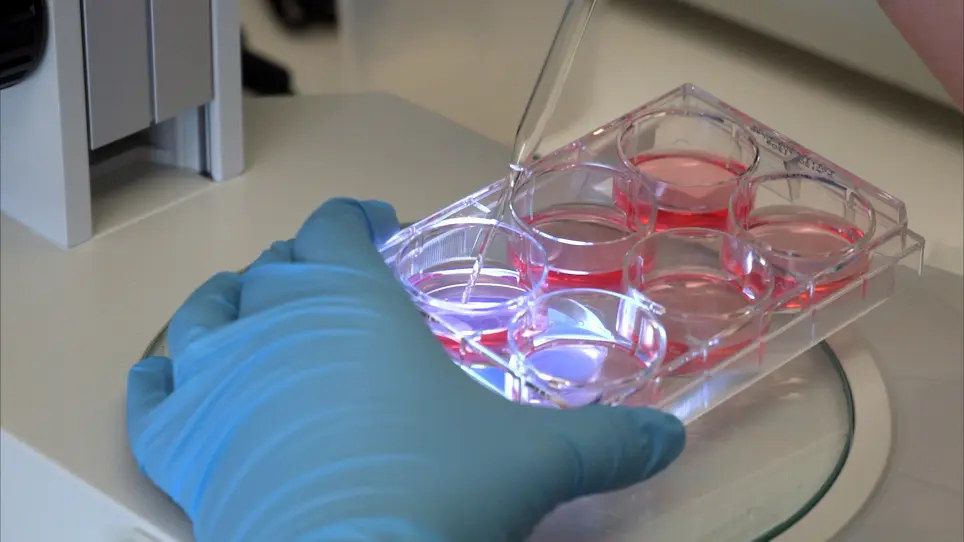 Generation of Naïve Blastoderm Explants from Zebrafish Embryos