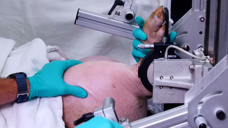 <em>In Vivo</em> Measurement of Hindlimb Dorsiflexor Isometric Torque from Pig