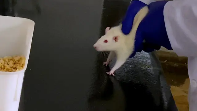 The 6-hydroxydopamine Rat Model of Parkinson's Disease