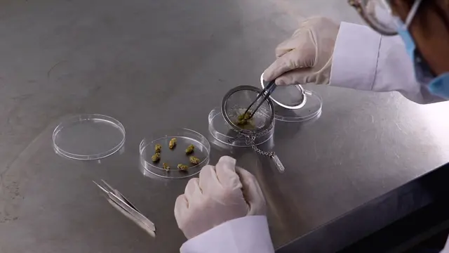 Evaluating the Effect of Pesticides on the Larvae of the Solitary Bees