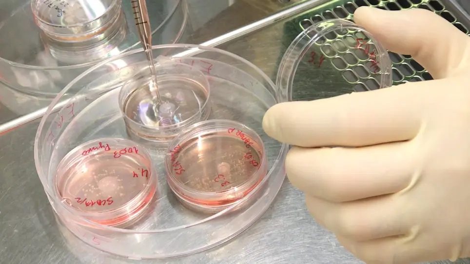 Brain Organoid Generation from Induced Pluripotent Stem Cells in Home-Made Mini Bioreactors