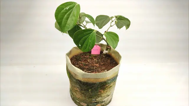 An Effective Inoculation Method for <em>Phytophthora capsici</em> on Black Pepper Plants