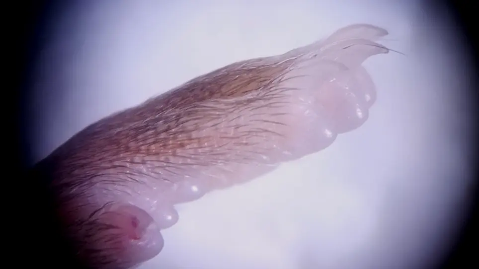 Sample Preparation for Computed Tomography-based Three-dimensional Visualization of Murine Hind-limb Vessels