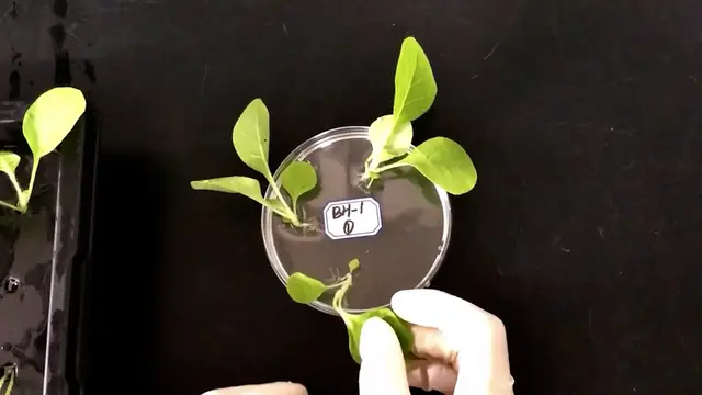 Screening of Tobacco Genotypes for <em>Phytophthora nicotianae</em> Resistance