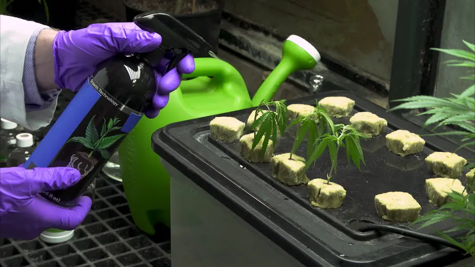 Employing Aeroponic Systems for the Clonal Propagation of Cannabis