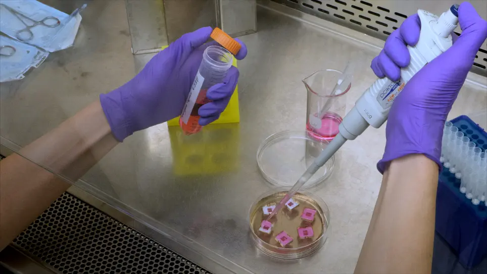 Engineered Lung Tissues Prepared from Decellularized Lung Slices