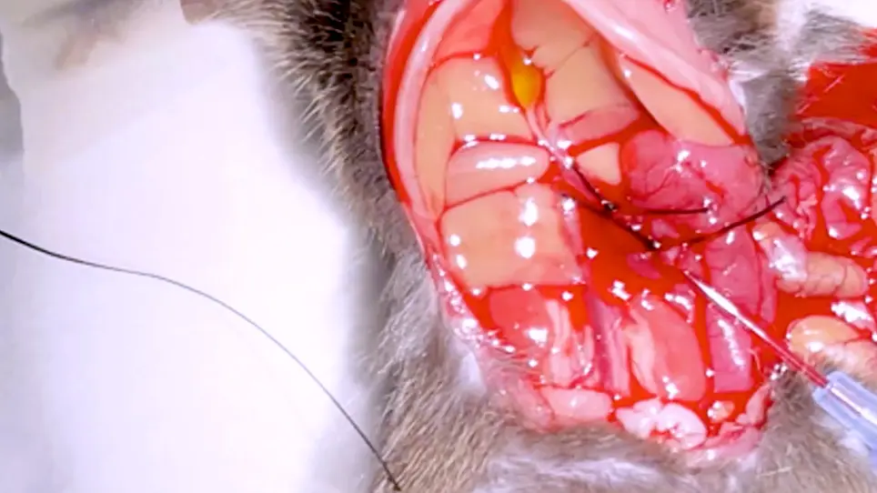 <em>Ex Vivo</em> Hepatic Perfusion Through the Portal Vein in Mouse
