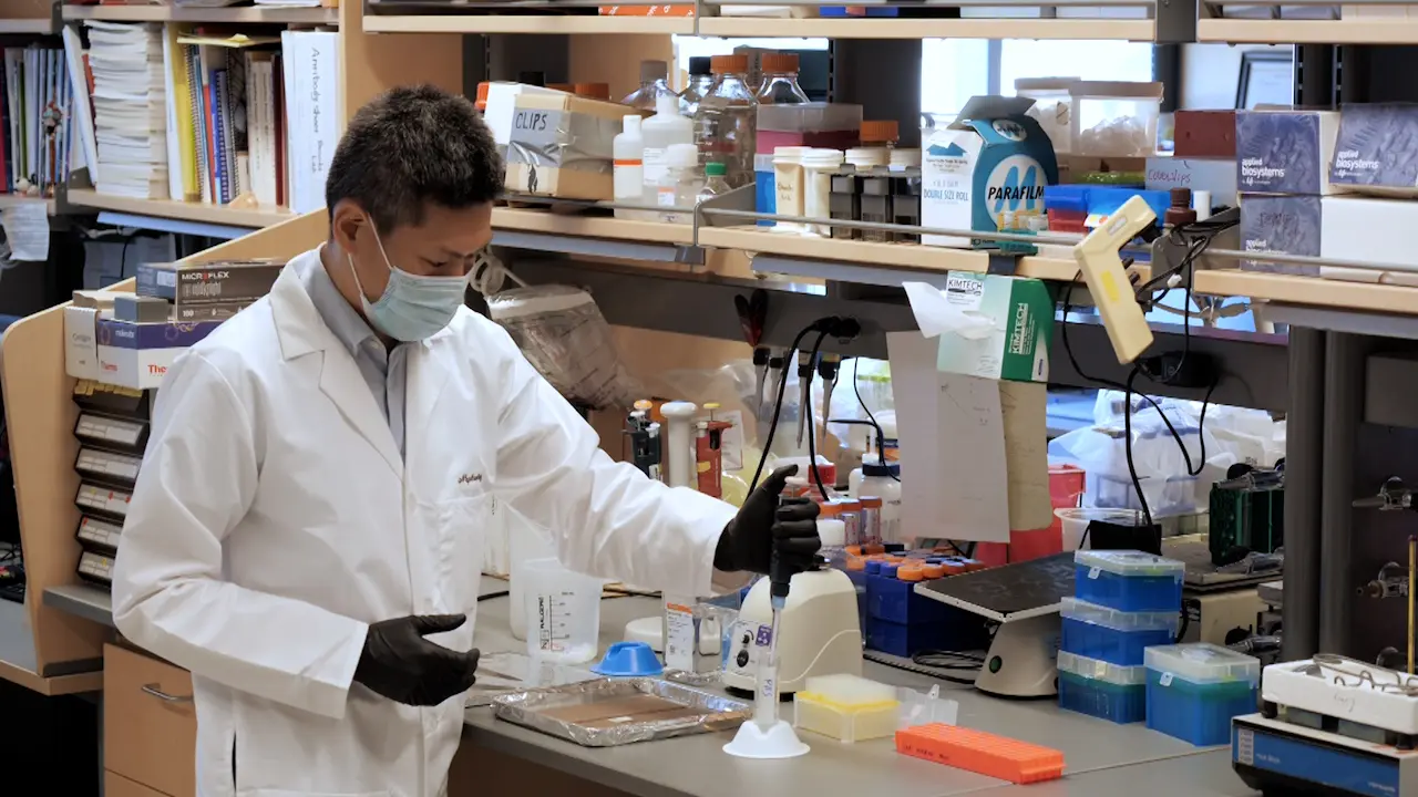 Identification of the Source of Secreted Proteins in the Kidney by Brefeldin A Injection