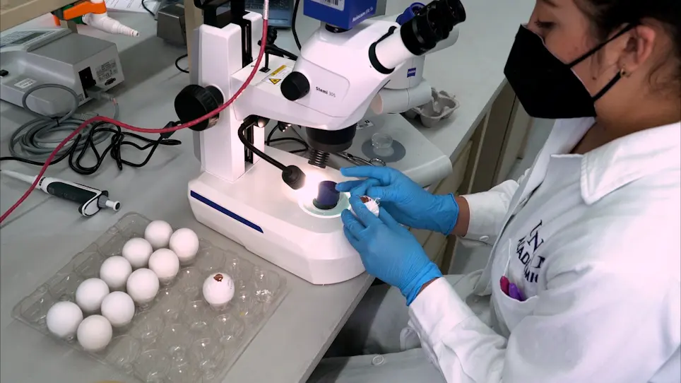 Analysis of Cell Differentiation, Morphogenesis, and Patterning During Chicken Embryogenesis Using the Soaked-Bead Assay