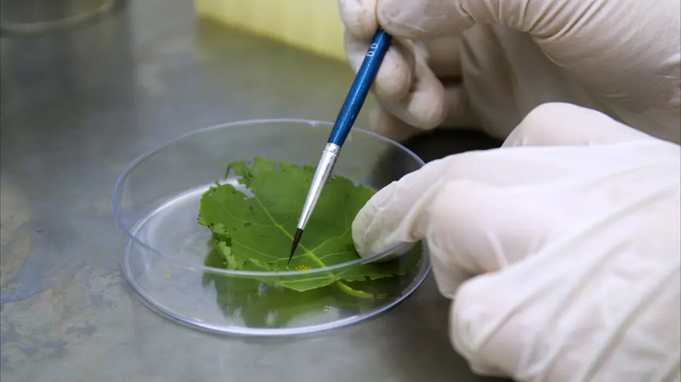 Preparing and Rearing Axenic Insects with Tissue Cultured Seedlings for Host-Gut Microbiota Interaction Studies of the Leaf Beetle