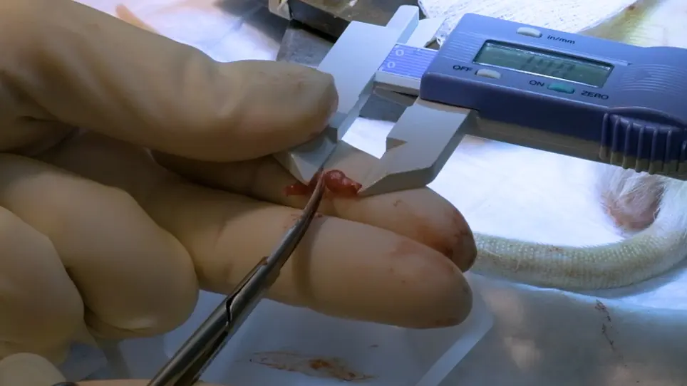 The Muscle Cuff Regenerative Peripheral Nerve Interface for the Amplification of Intact Peripheral Nerve Signals