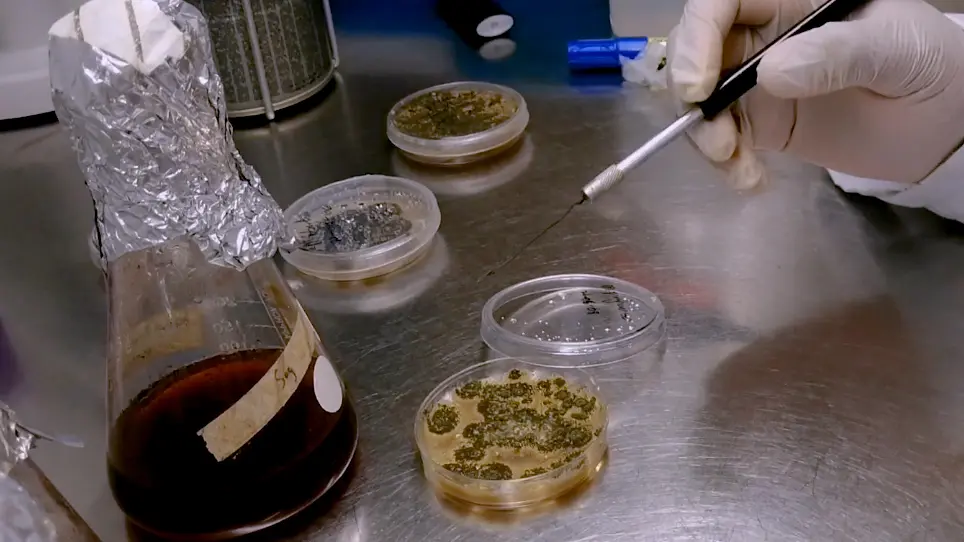 Mass Production of Entomopathogenic Fungi, <em>Metarhizium robertsii</em> and <em>Metarhizium pinghaense</em>, for Commercial Application Against Insect Pests