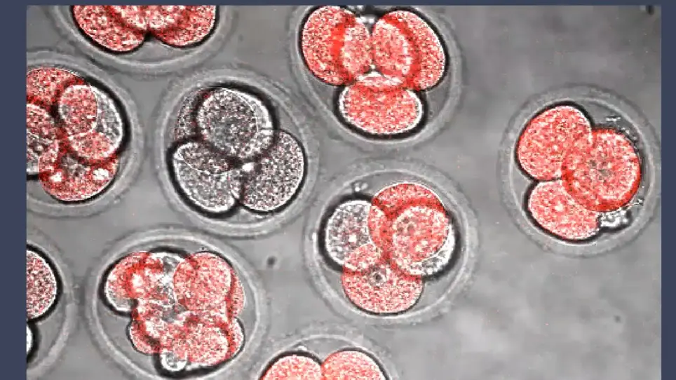 Spatiotemporal Subcellular Manipulation of the Microtubule Cytoskeleton in the Living Preimplantation Mouse Embryo using Photostatins