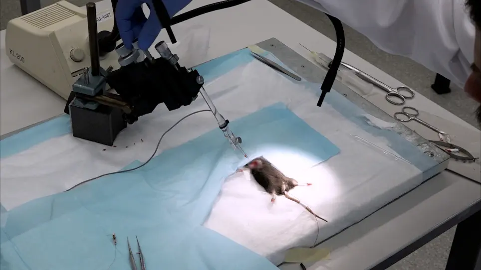 Terminal H-reflex Measurements in Mice