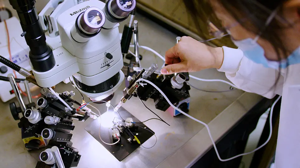 Recording Gap Junction Current from <em>Xenopus</em> Oocytes