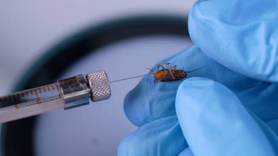 Applications of RNA Interference in American Cockroach