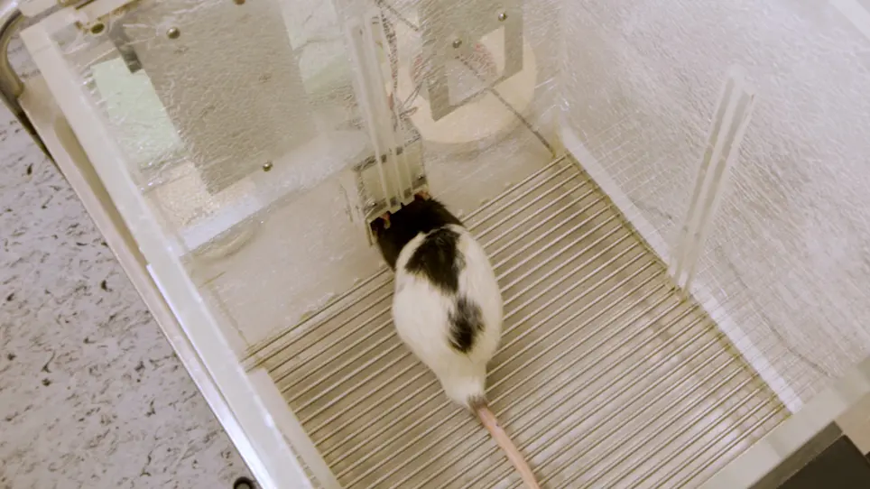 An Open-Source, Fully Customizable 5-Choice Serial Reaction Time Task Toolbox for Automated Behavioral Training of Rodents