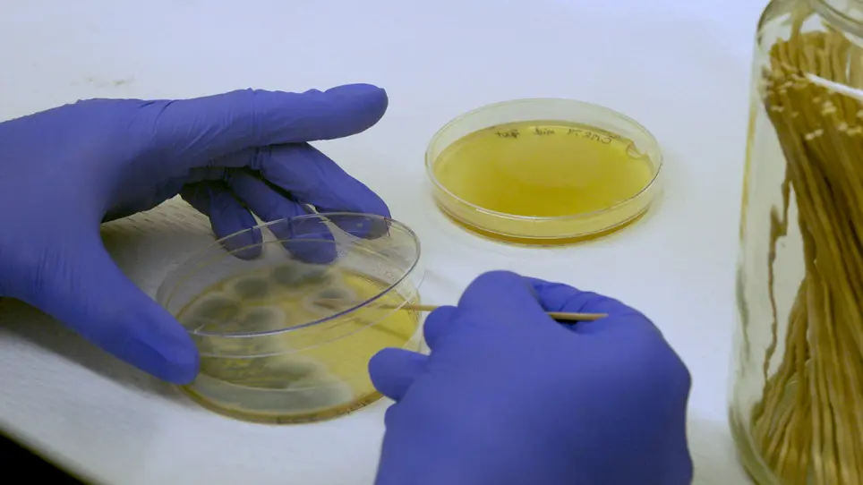 Isolation of Culturable Yeasts and Molds from Soils to Investigate Fungal Population Structure