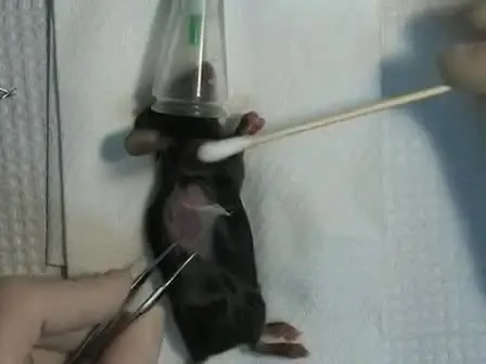 Murine Skin Transplantation