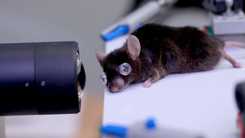 Application of Optical Coherence Tomography to a Mouse Model of Retinopathy