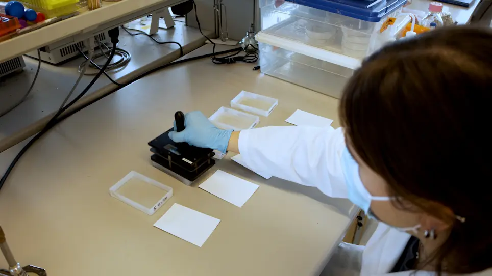 Culturing and Screening the Plant Parasitic Nematode <em>Ditylenchus dipsaci</em>