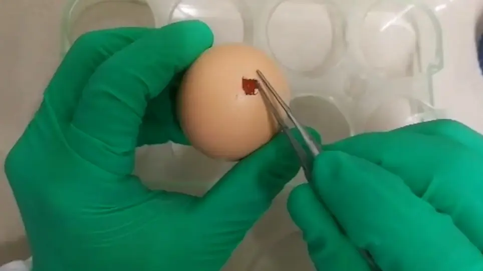 <em>In Ovo</em> Intravascular Injection in Chicken Embryos