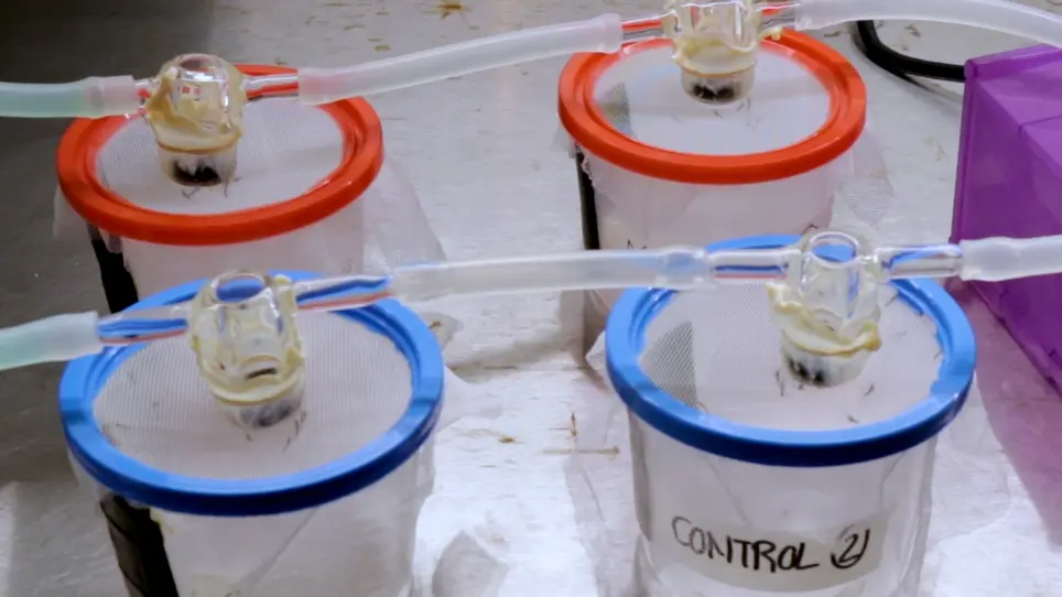 Standard Membrane Feeding Assay for the Detection of <em>Plasmodium falciparum</em> Infection in <em>Anopheles</em> Mosquito Vectors