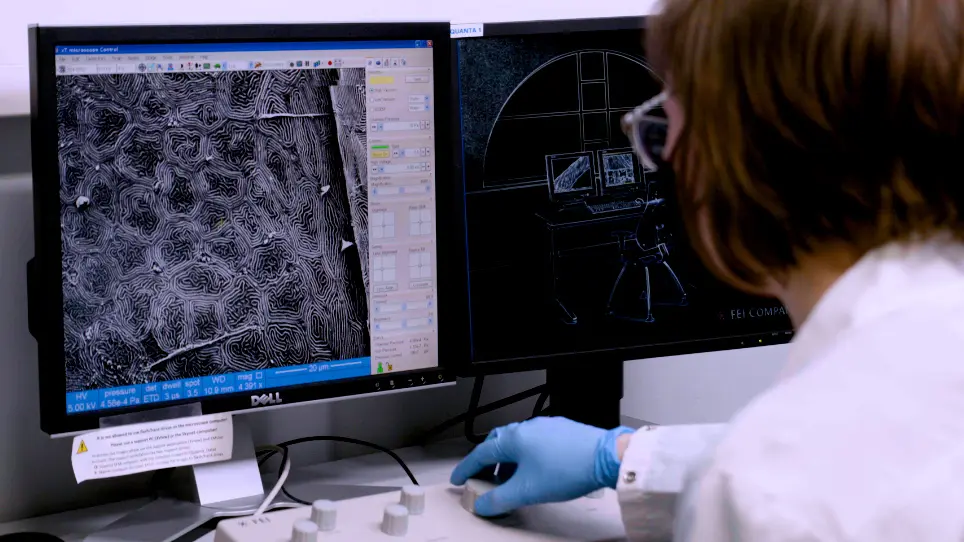 Zebrafish Corneal Wound Healing: From Abrasion to Wound Closure Imaging Analysis