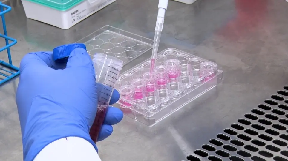Canine Intestinal Organoids in a Dual-Chamber Permeable Support System