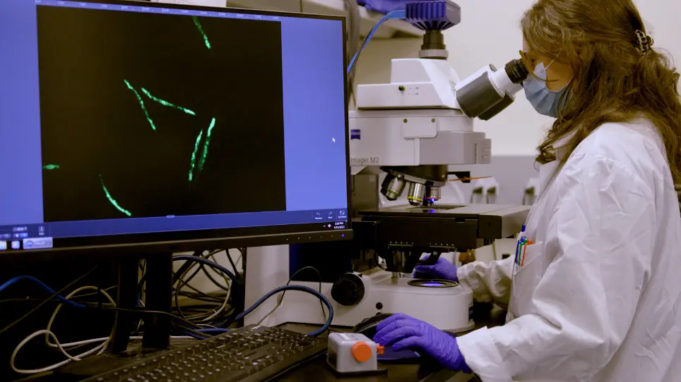 Studying Inherited Immunity in a <em>Caenorhabditis elegans</em> Model of Microsporidia Infection